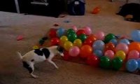 Pies i balony