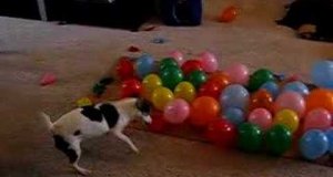 Pies i balony