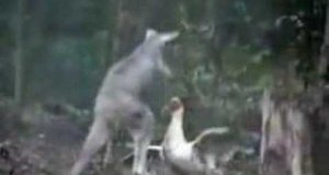 Kaczka vs kangur