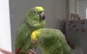 Pijane papużki nucą po hiszpańsku