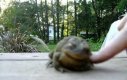 Urocza żaba