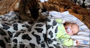 Kot usypia niemowlaka po czym sam zasypia