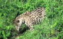 Jaguar w akcji - czyli niespodzianki natury