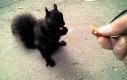 Przyjazna czarna wiewiórka