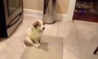 Piesek uczy się łapać