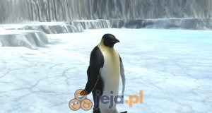 Najmniejszy pingwin