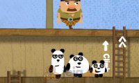 Trzy pandy