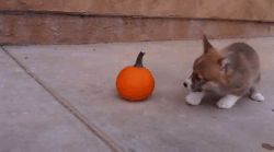 https://pobierak.jeja.pl/images//0/f/5/123162_poddaj-sie-dynio-jestes-otoczona.gif