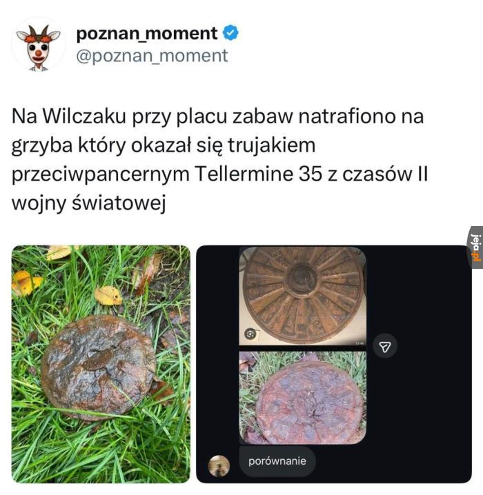 Takie grzybki jednak istnieją