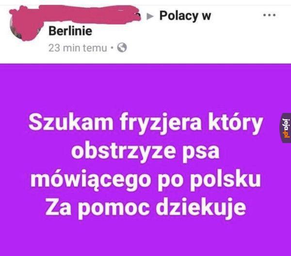 Rzadka rasa psa
