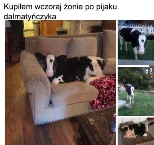 Ładny kot?