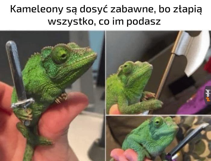 Jaszczur stał się rycerzem