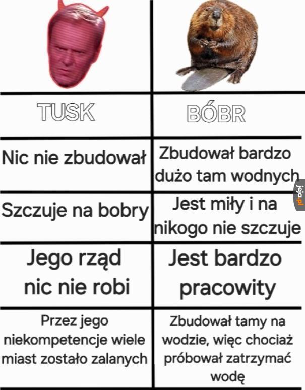 Bóbr vs Tusk