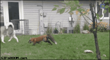 Husky i lisek świetnie się bawią