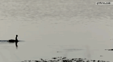 Kaczka gania po wodzie
