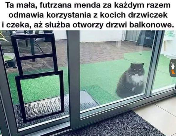 No co za pluszowa świnia