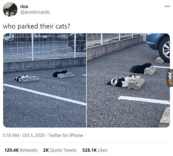 Przepraszam, czy możesz przeparkować swojego kota?