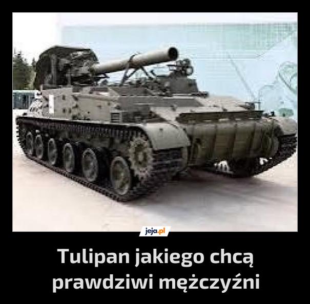 Tulipan jakiego chcą prawdziwi mężczyźni