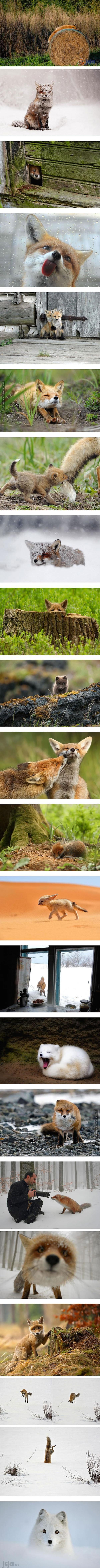 Kompilacja zdjęć dla miłośników lisów