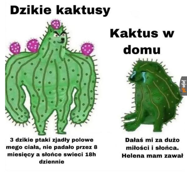 Kaktusy