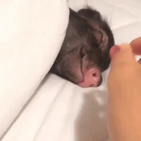 Jak obudzić świnkę