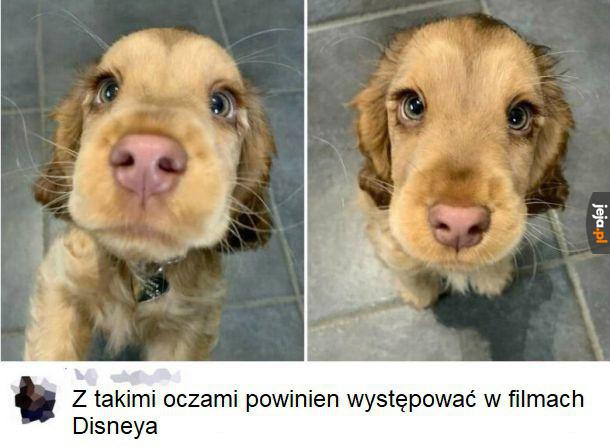 Słodziak