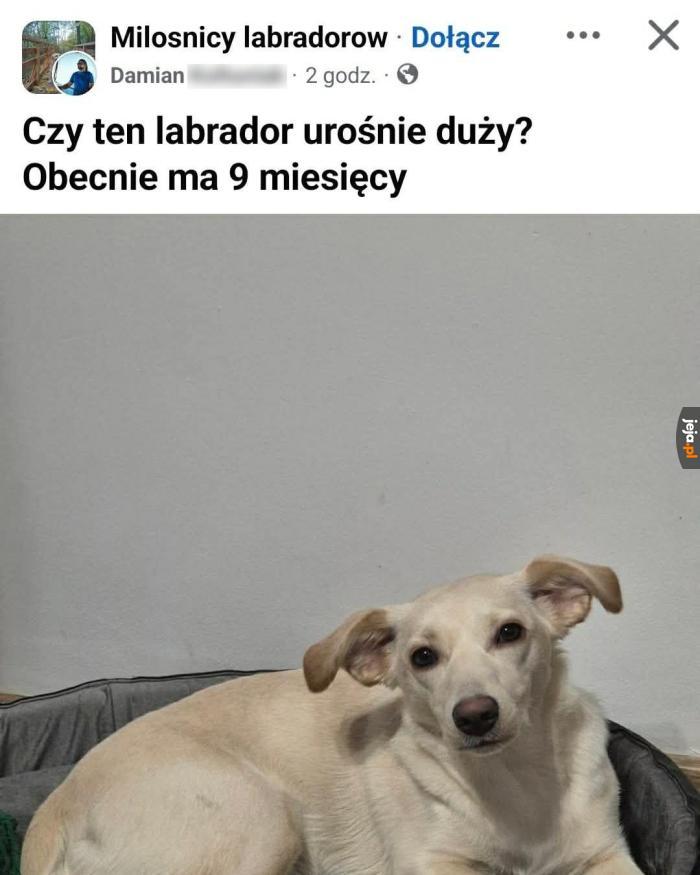 Dziwny jakiś