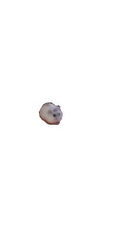 Chomik