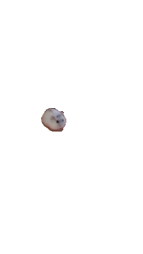Chomik
