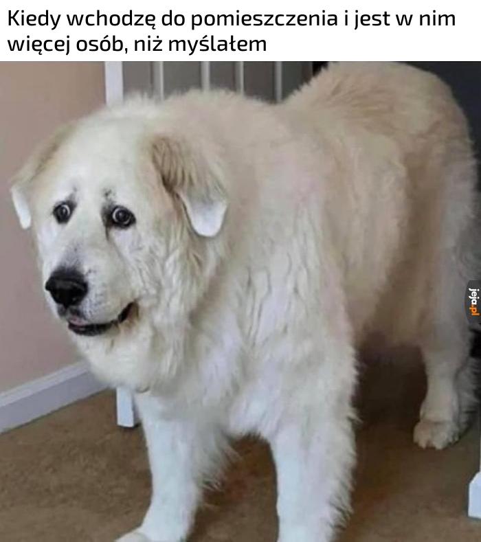 To nie na moje introwertyczne nerwy