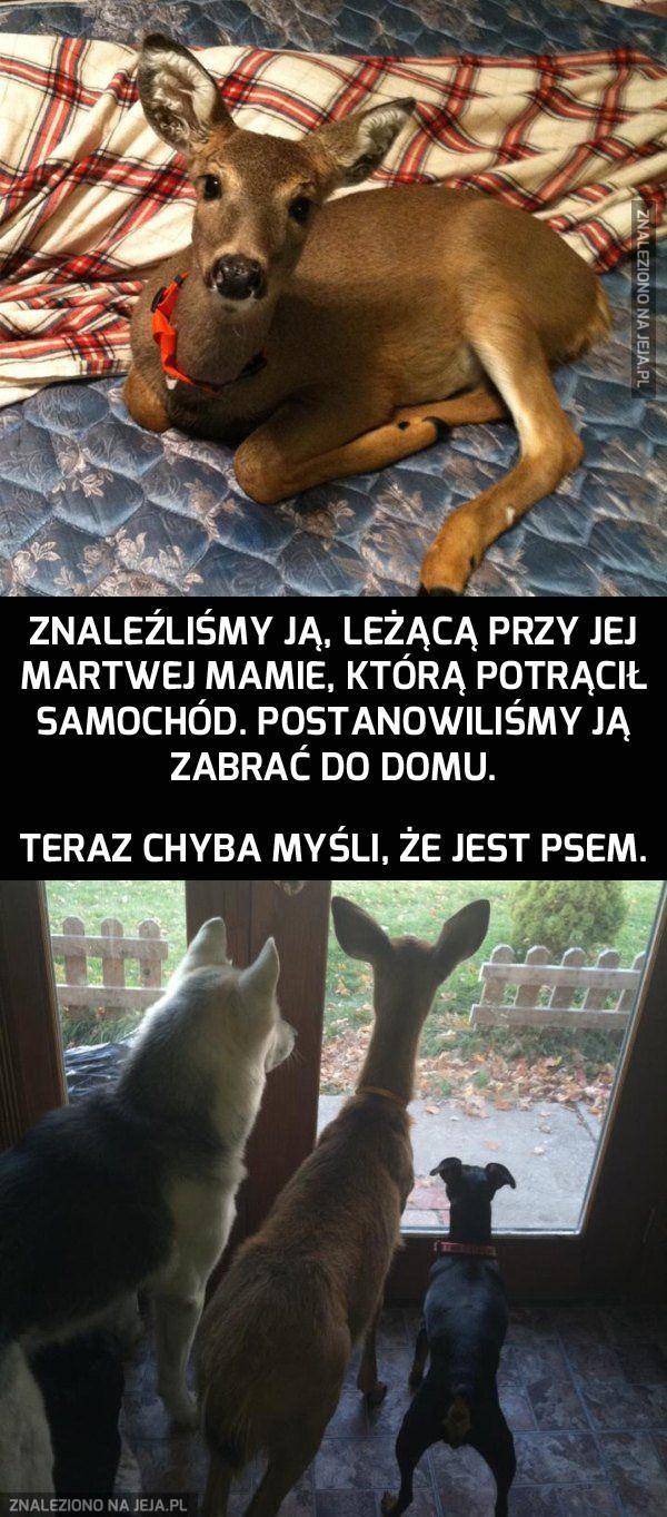 No, to mamy trzy psy...