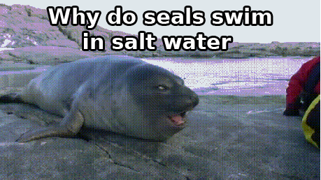 Dlaczego foka pływa w słonej wodzie?