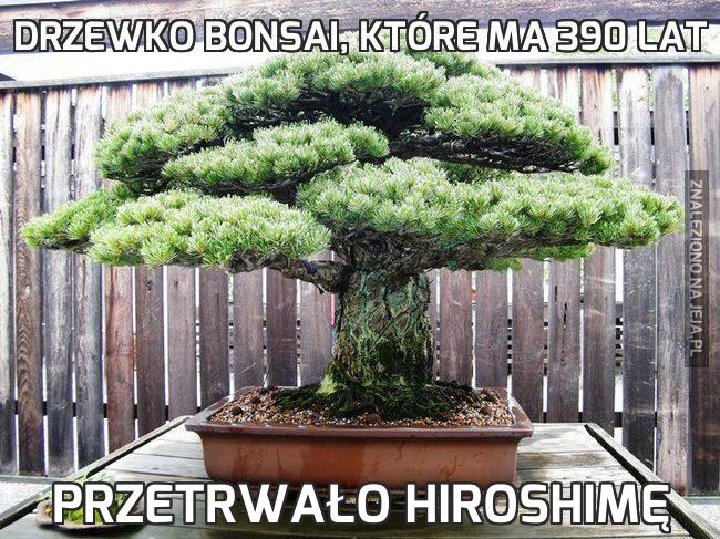 Drzewko bonsai, które ma 390 lat