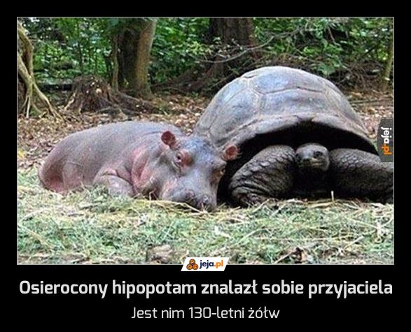 Osierocony hipopotam znalazł sobie przyjaciela