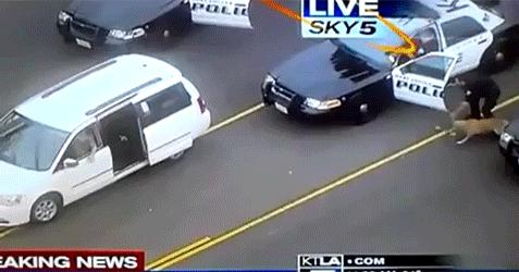 Policyjny pies wyciąga przestępcę z auta