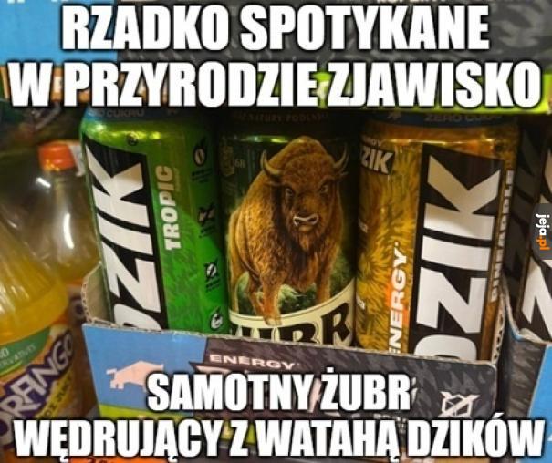 Jest żubr, to i mordka się cieszy!