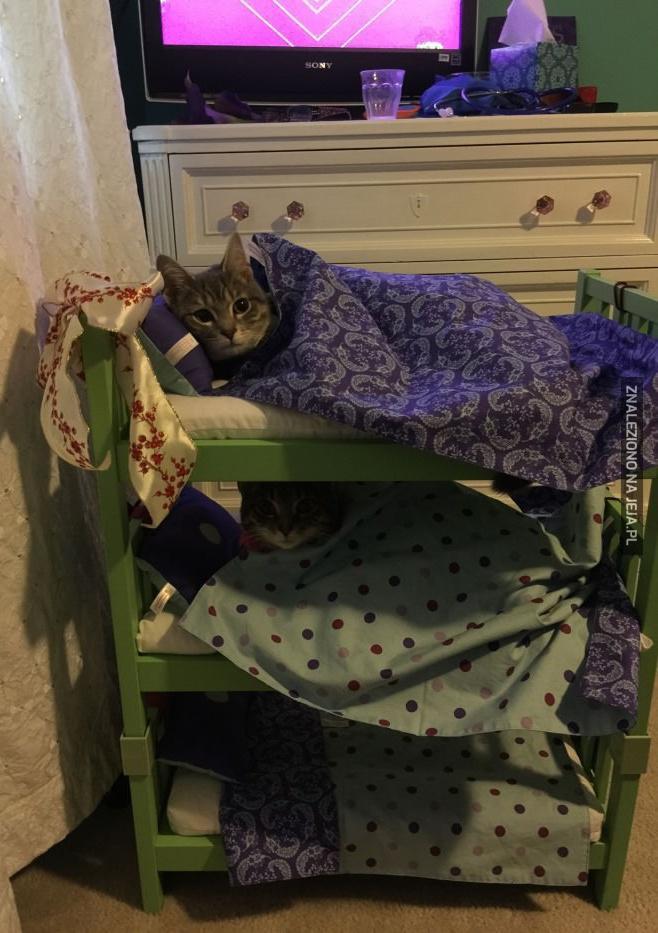 Kocie łóżko piętrowe