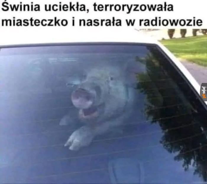 Świnka gangster