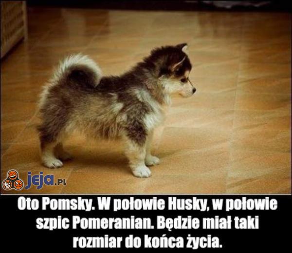 Pomsky