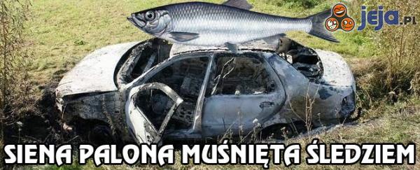 Siena palona muśnięta śledziem
