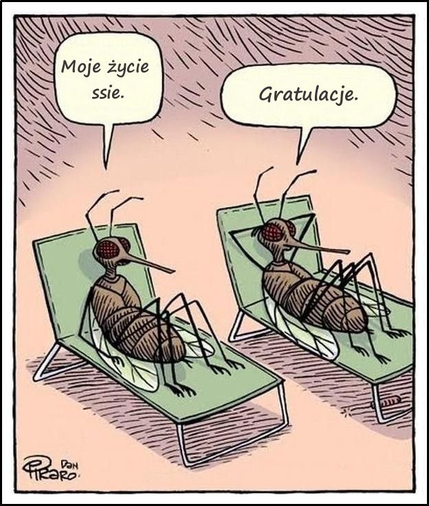Życie komara