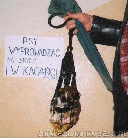 Psy wyprowadzać na smyczy i w kagańcu