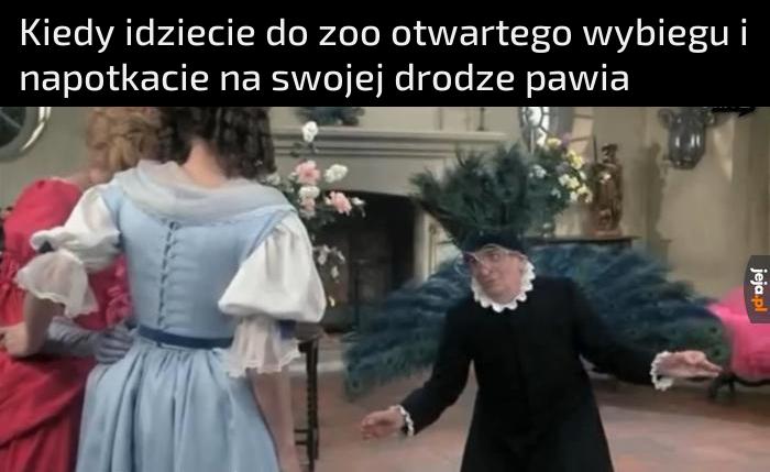 Pawie fajne ptaki, ale lepiej ich nie denerwować