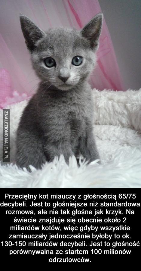 Potęga kociego dźwięku