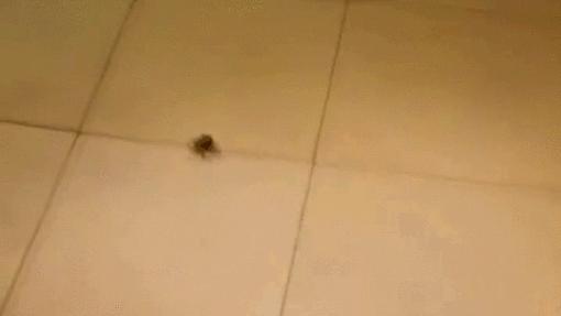 Aaaaaaa! Zabić bestię!