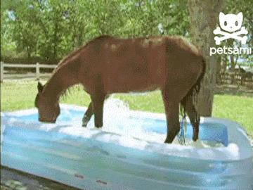 Pora umyć konia