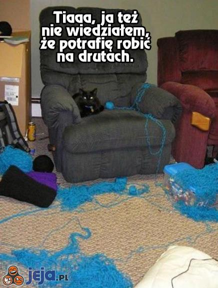 Kot uczy się robić na drutach