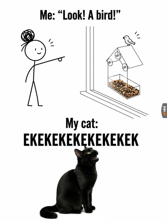 Niektóre koty kekają