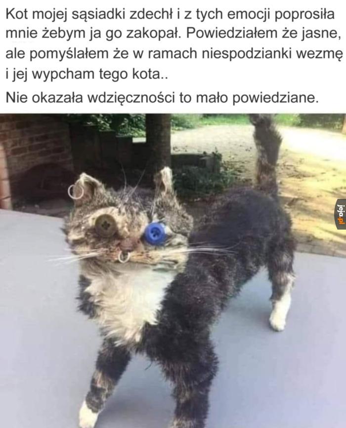Taksydermia w zaciszu domowym