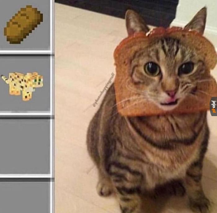 Kot wyklęty w chleb zaklęty